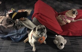 Pugs on Pillows